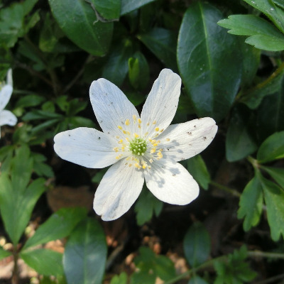 avatar for Ardeija@literatur.social