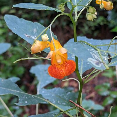 avatar for DecaturNature@theatl.social