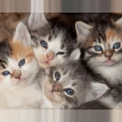 avatar for thomasralfkoeb@social.anoxinon.de