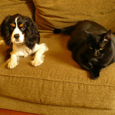 avatar for Axomamma@mastodon.online