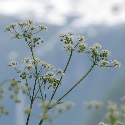 avatar for bookwar@floss.social