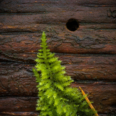 avatar for treeful@sunny.garden