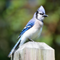 avatar for Bluejay@bookrastinating.com
