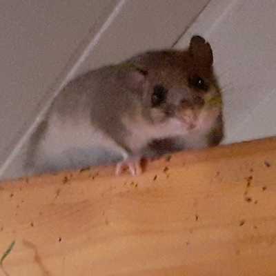 avatar for Dormouse@troet.cafe