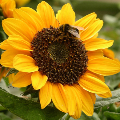 avatar for thechattygardener@mastodon.online