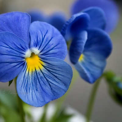 avatar for Bette@mstdn.social