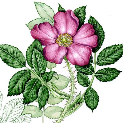 avatar for BirdBrainedJade@mastodon.social