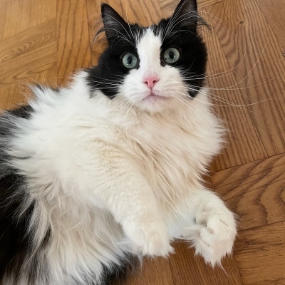 avatar for CChoimet@piaille.fr