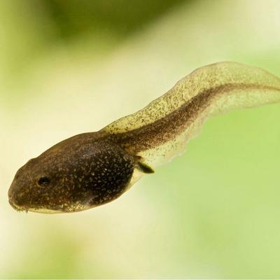 avatar for DisgustedTadpole@mastodon.social