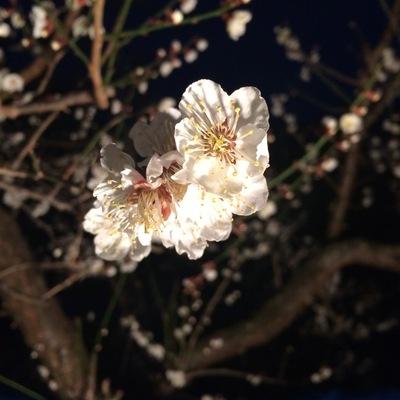 avatar for allthingsume@kind.social