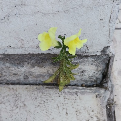 avatar for soloojos@todon.nl