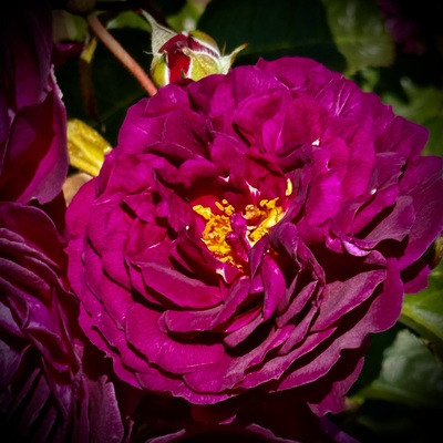 avatar for zspencer@sfba.social