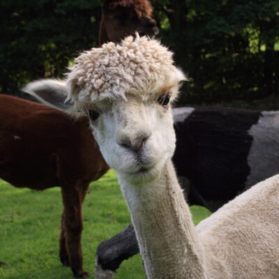 avatar for Delphi@mastodon.scot