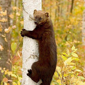 avatar for Fishercat@kolektiva.social