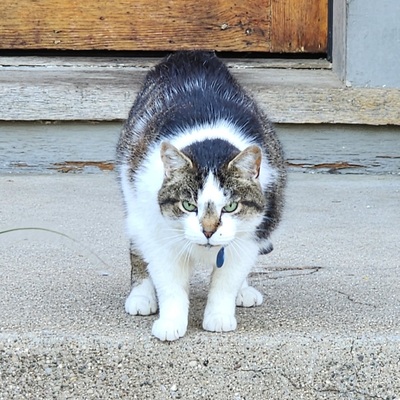 avatar for usefulchickadee@norcal.social