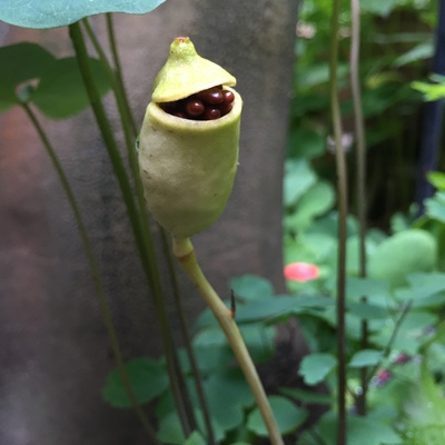 avatar for CaramelizedShallots@ohai.social