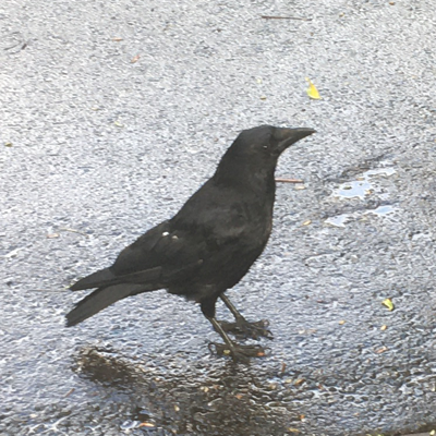 avatar for eribosot@mastodon.social