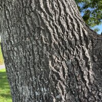 avatar for treebark@pixelfed.social