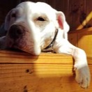 avatar for elchacalestepario@fediverso.anacronico.rocks