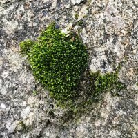 avatar for verse.o@pixelfed.social