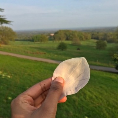 avatar for divya@sunny.garden