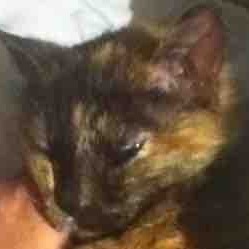 avatar for technicat@universeodon.com