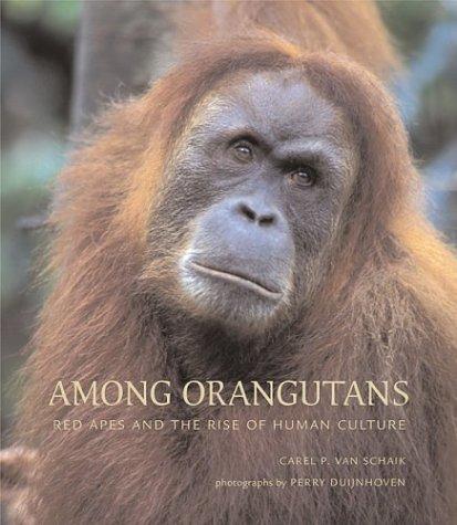 Carel van Schaik: Among Orangutans (Hardcover, Belknap Press, Belknap Press of Harvard University Press)