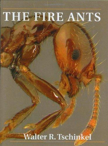 Walter R. Tschinkel: The Fire Ants (2006)