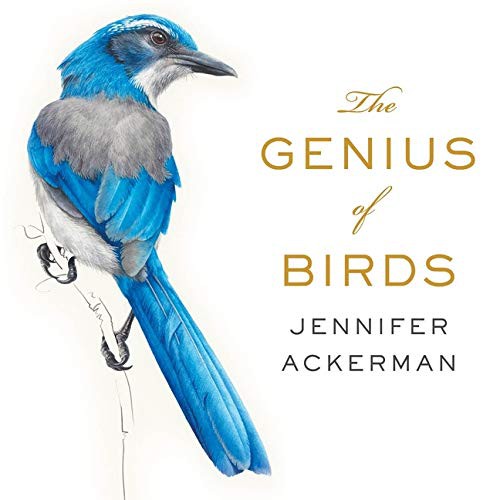 Jennifer Ackerman: The Genius of Birds (AudiobookFormat, Highbridge Audio and Blackstone Publishing)