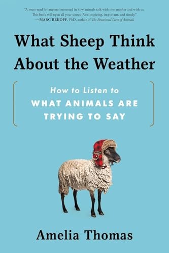 Amelia Thomas: What Sheep Think About the Weather (Paperback, Sourcebooks)