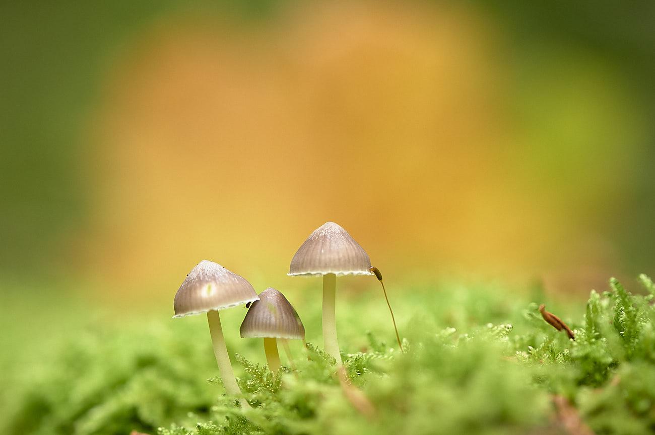 Three small, delicate mushrooms with light brown, conical caps and thin, pale stems are growing close together amongst soft, vibrant green moss. Resembling a family, two slightly smaller fungi stand side-by-side to the left of a taller mushroom, evoking the image of parents and a child or siblings together in a nature-filled scene. The background is a harmonious blend of warm amber and gold tones, softly complementing the foreground without drawing attention away from the main subjects. Three small, delicate mushrooms with light brown, conical caps and thin, pale stems are growing close together amongst soft, vibrant green moss. Resembling a family, two slightly smaller fungi stand side-by-side to the left of a taller mushroom, evoking the image of parents and a child or siblings together in a nature-filled scene. The background is a harmonious blend of warm amber and gold tones, softly complementing the foreground without drawing attention away from the main subjects.