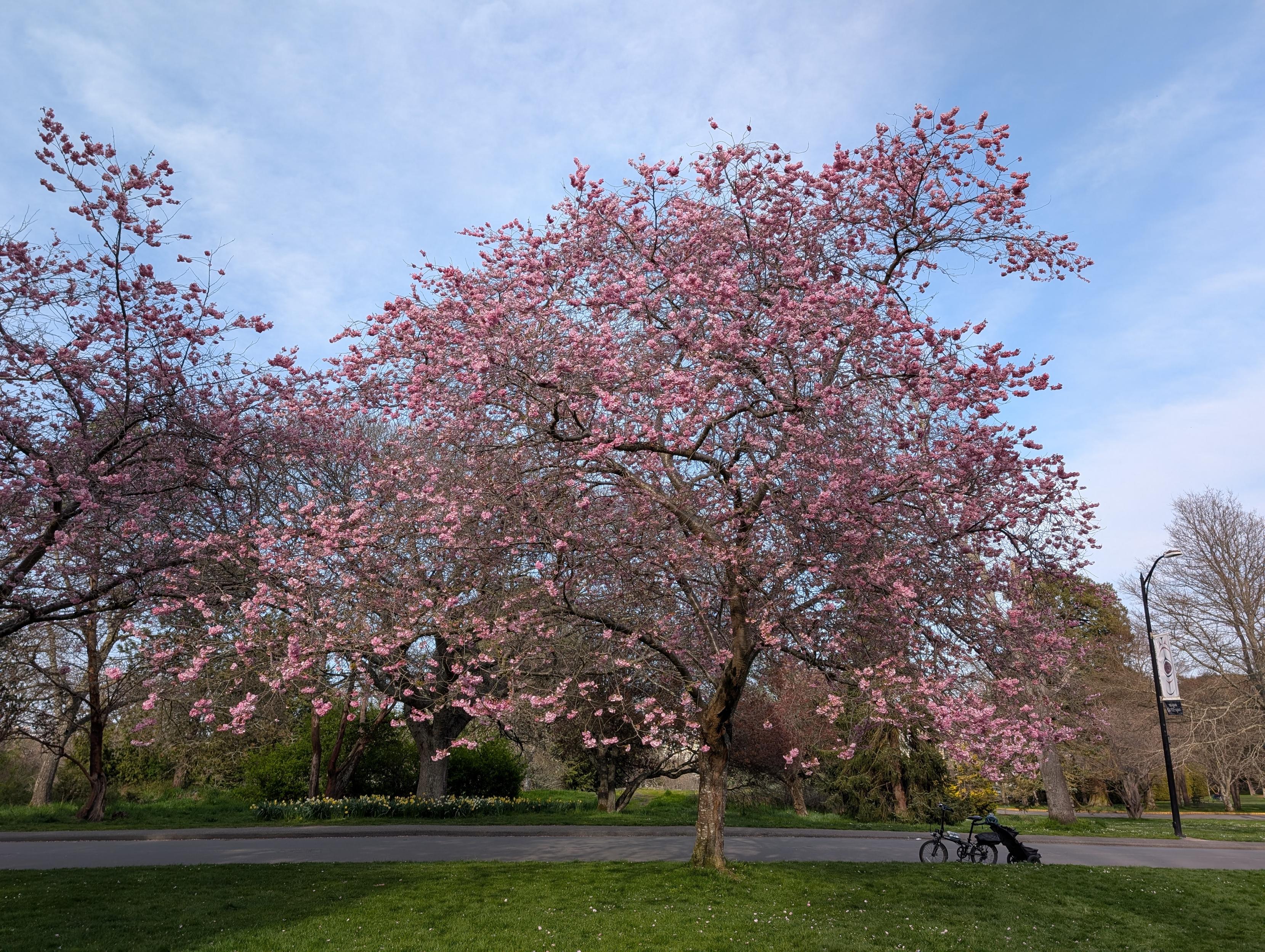 Flowering pink cherry tree Flowering pink cherry tree