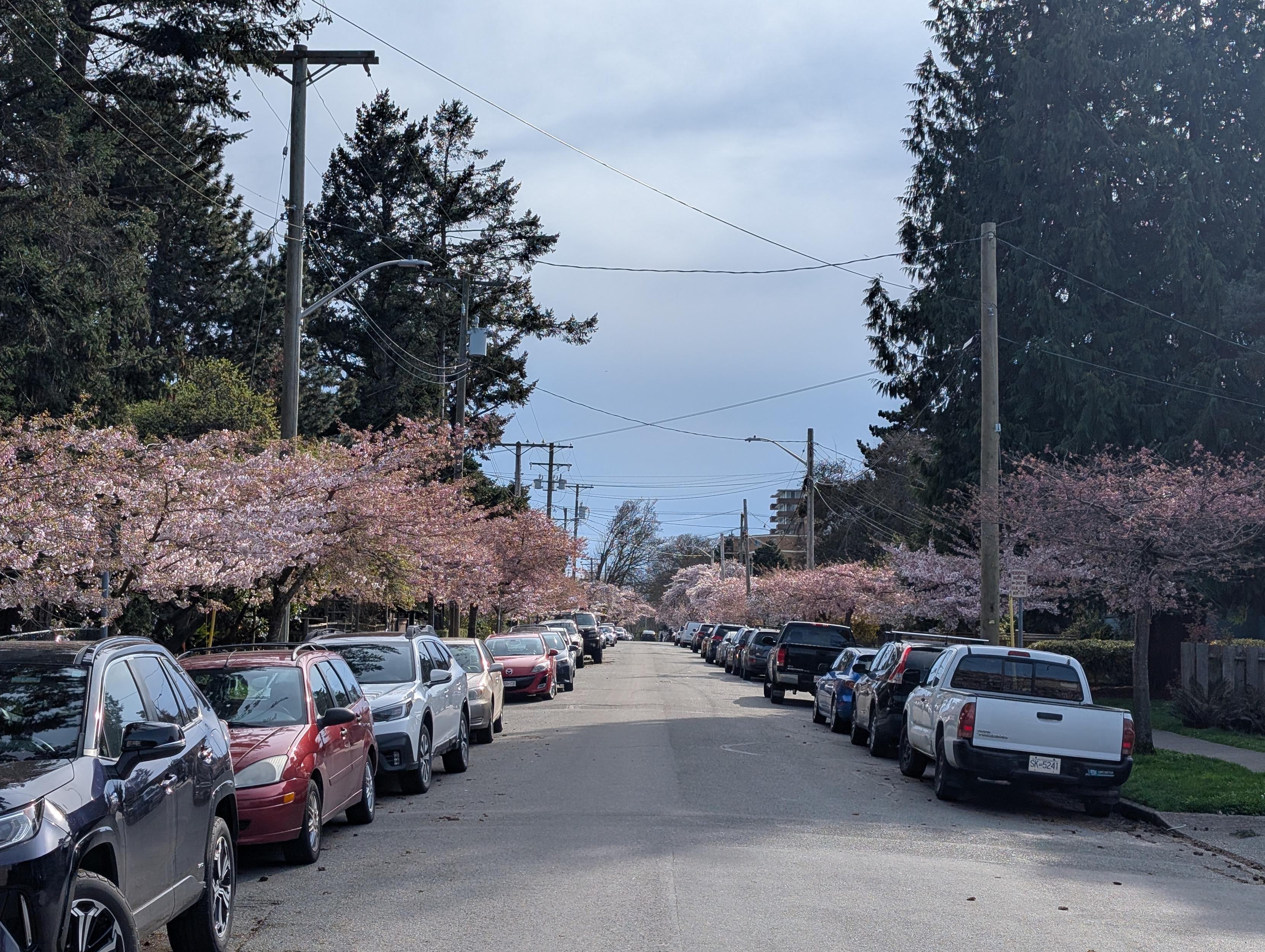 Street lined with flowering cherry trees and parked car Street lined with flowering cherry trees and parked car