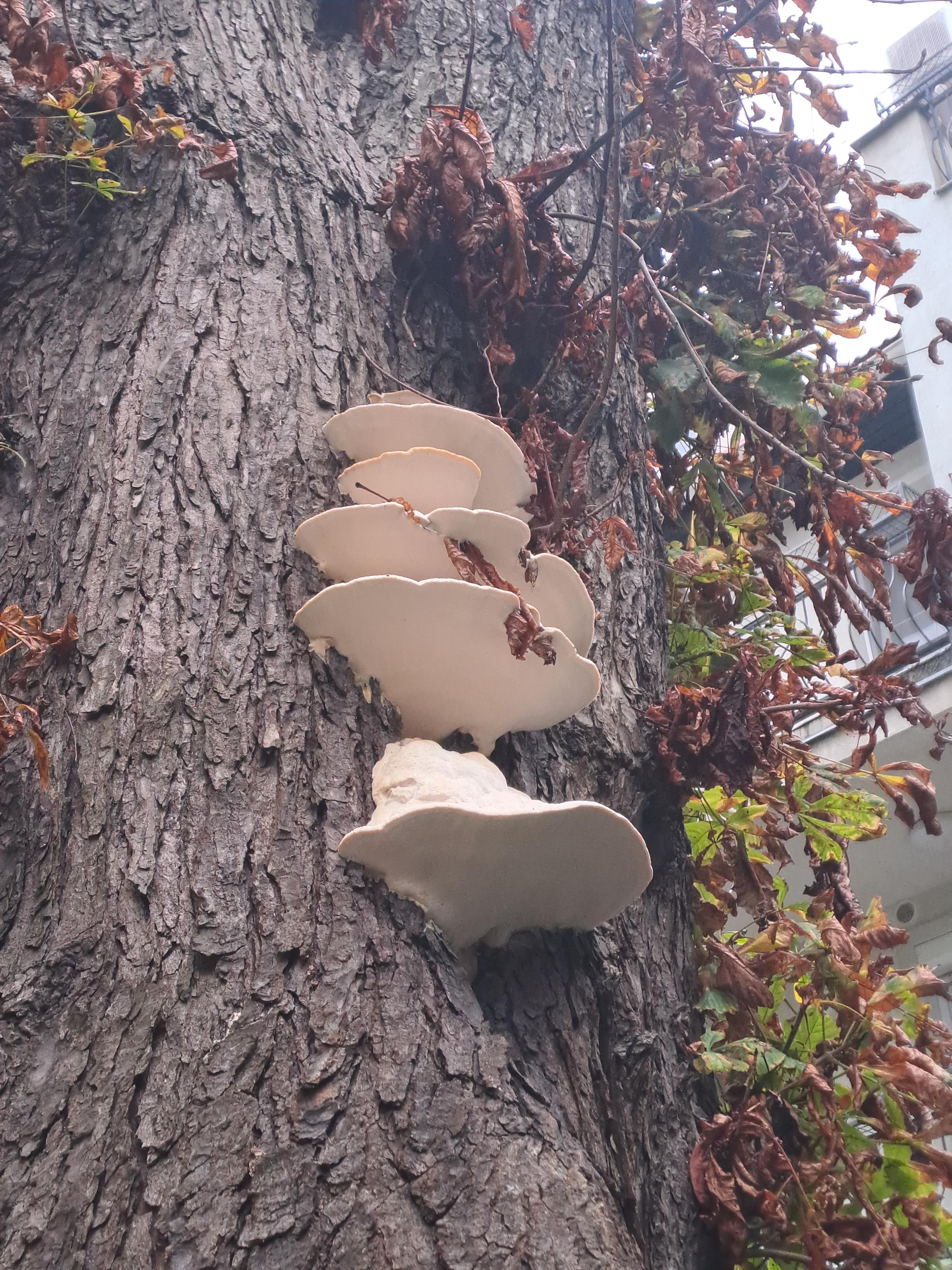 Large white mushrooms growing on the side of an old chestnut tree, surrounded by browning leaves. One fallen leaf is stuck on the umbrellas of the mushroom, and the mushroom has grown around it. Large white mushrooms growing on the side of an old chestnut tree, surrounded by browning leaves. One fallen leaf is stuck on the umbrellas of the mushroom, and the mushroom has grown around it.