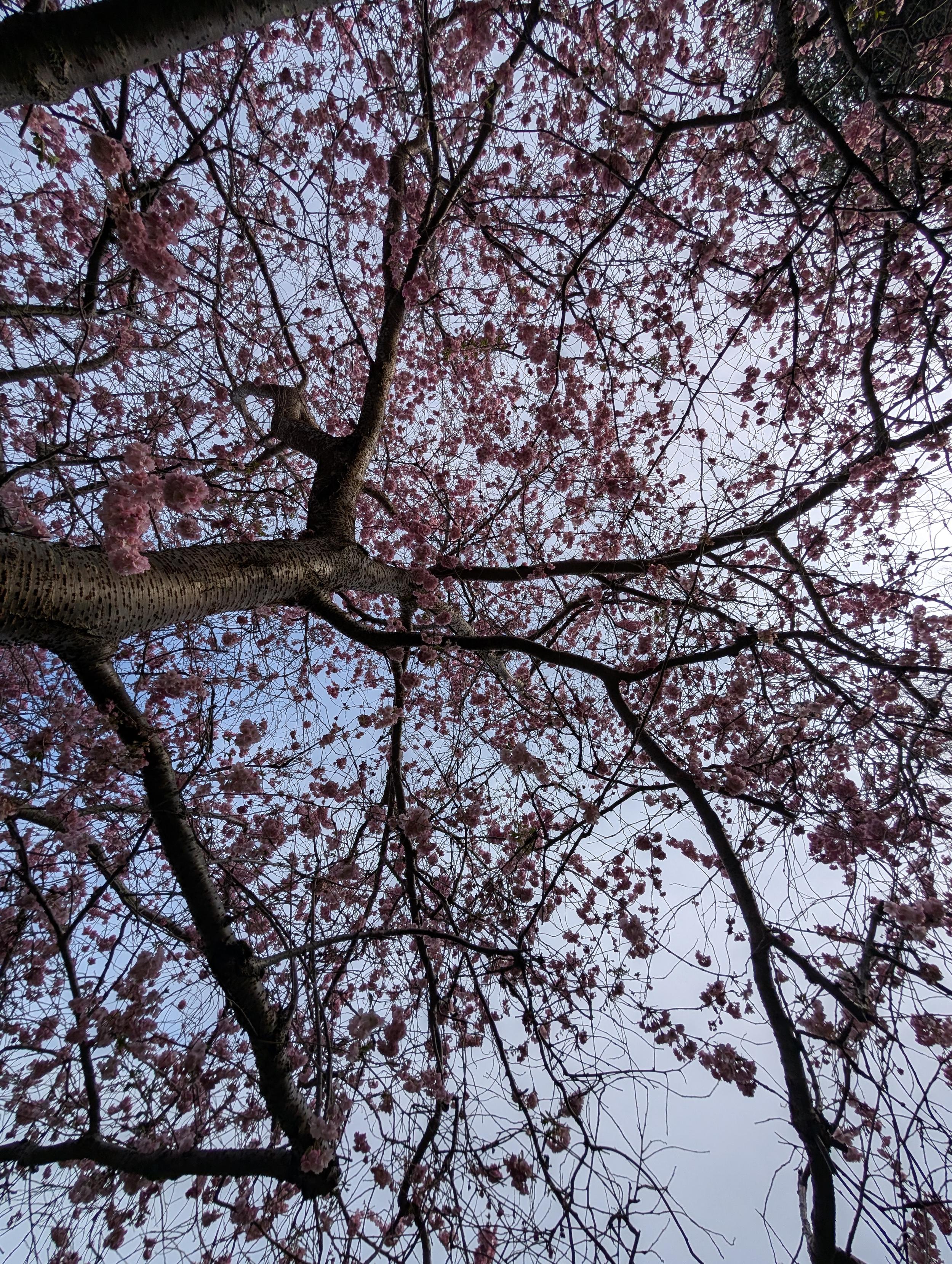 Looking up though the canopy of a flowering cherry tree at a partly cloudy sky. Looking up though the canopy of a flowering cherry tree at a partly cloudy sky.
