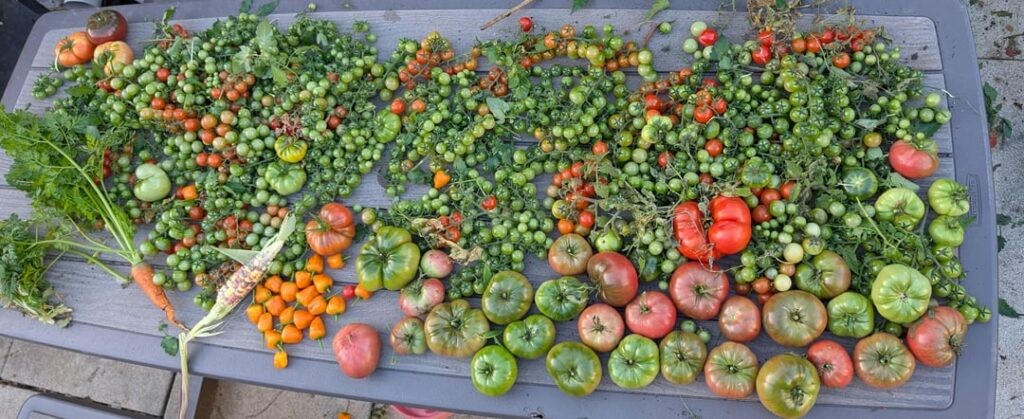 Best way to ripen the green ones? Best way to ripen the green ones?