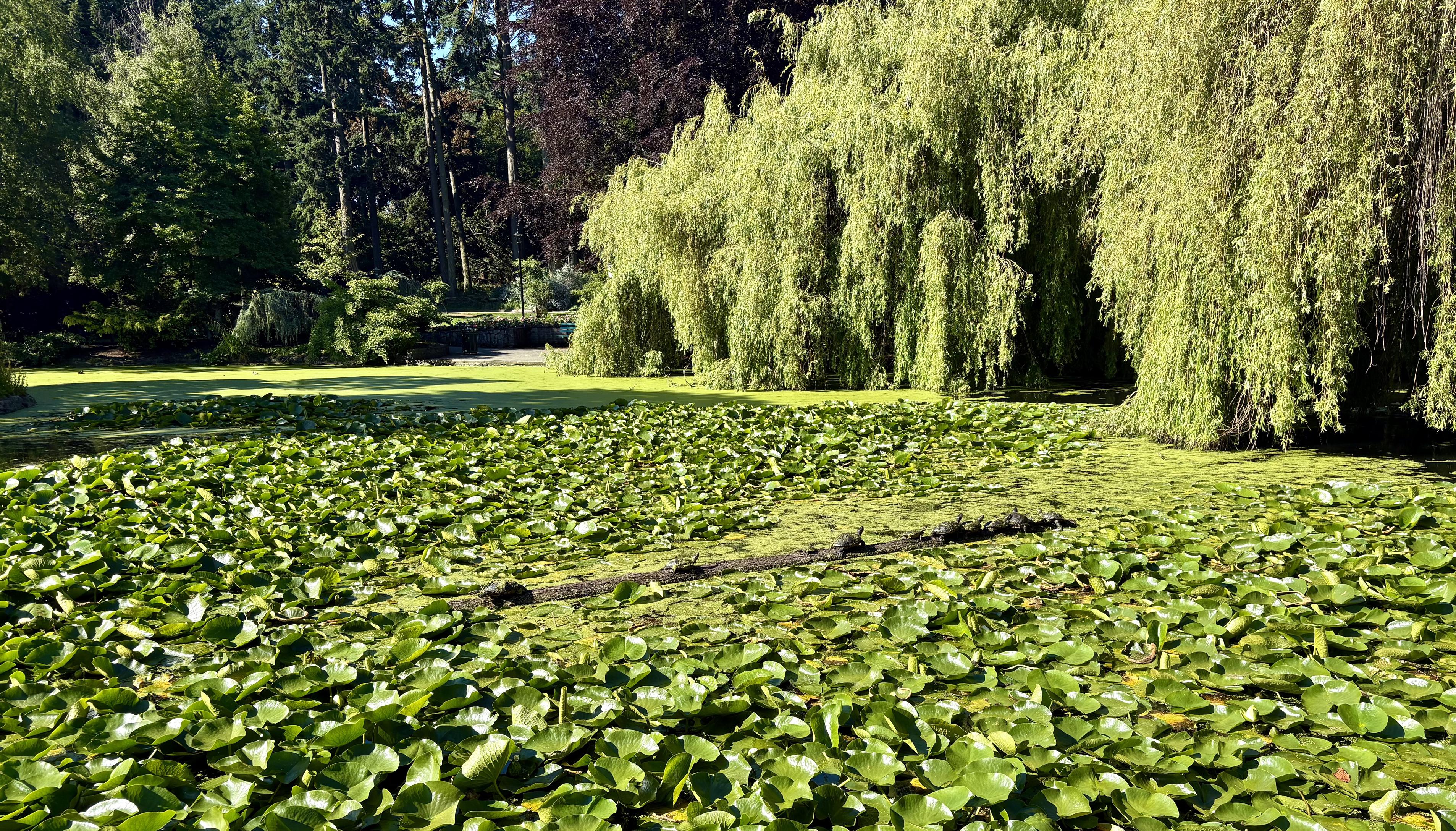Duckweed covered turtles on log in the midst of very thick waterlily patch within pond thick with duckweed. Willows and fir trees as backdrop.  Duckweed covered turtles on log in the midst of very thick waterlily patch within pond thick with duckweed. Willows and fir trees as backdrop.