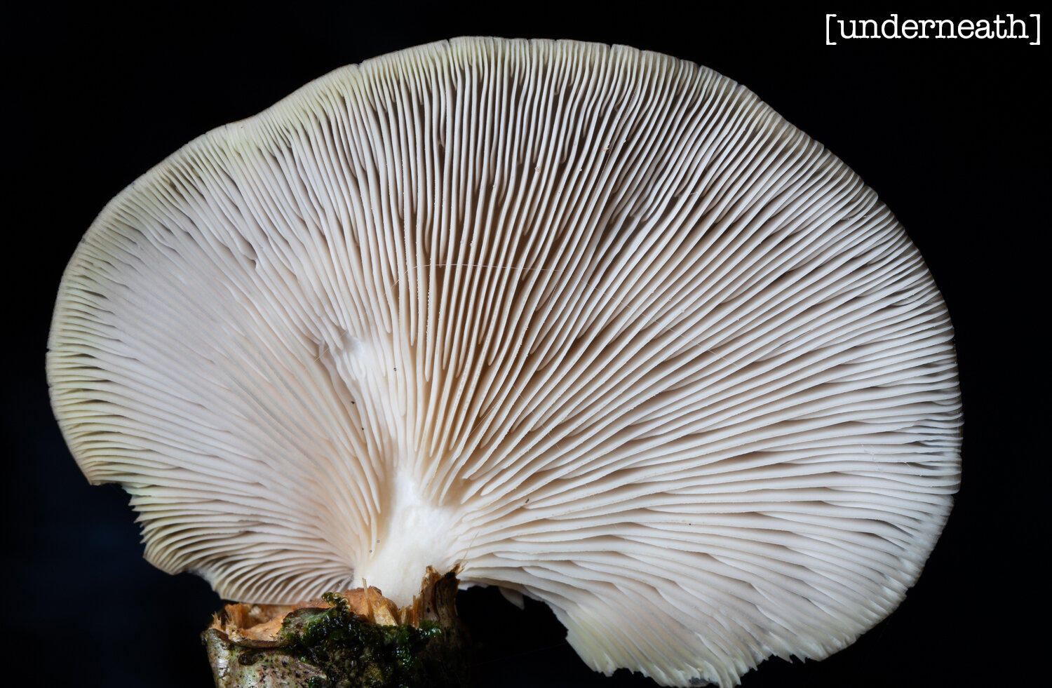 The underside of a mushroom, or is it a fungi? Anyway it looks like the full moon, white round against black. But unlike the moon it is made up of tiny ribs. White ribs close together radiating out from the stem. Or hundreds of tiny tiny canals. The underside of a mushroom, or is it a fungi? Anyway it looks like the full moon, white round against black. But unlike the moon it is made up of tiny ribs. White ribs close together radiating out from the stem. Or hundreds of tiny tiny canals.