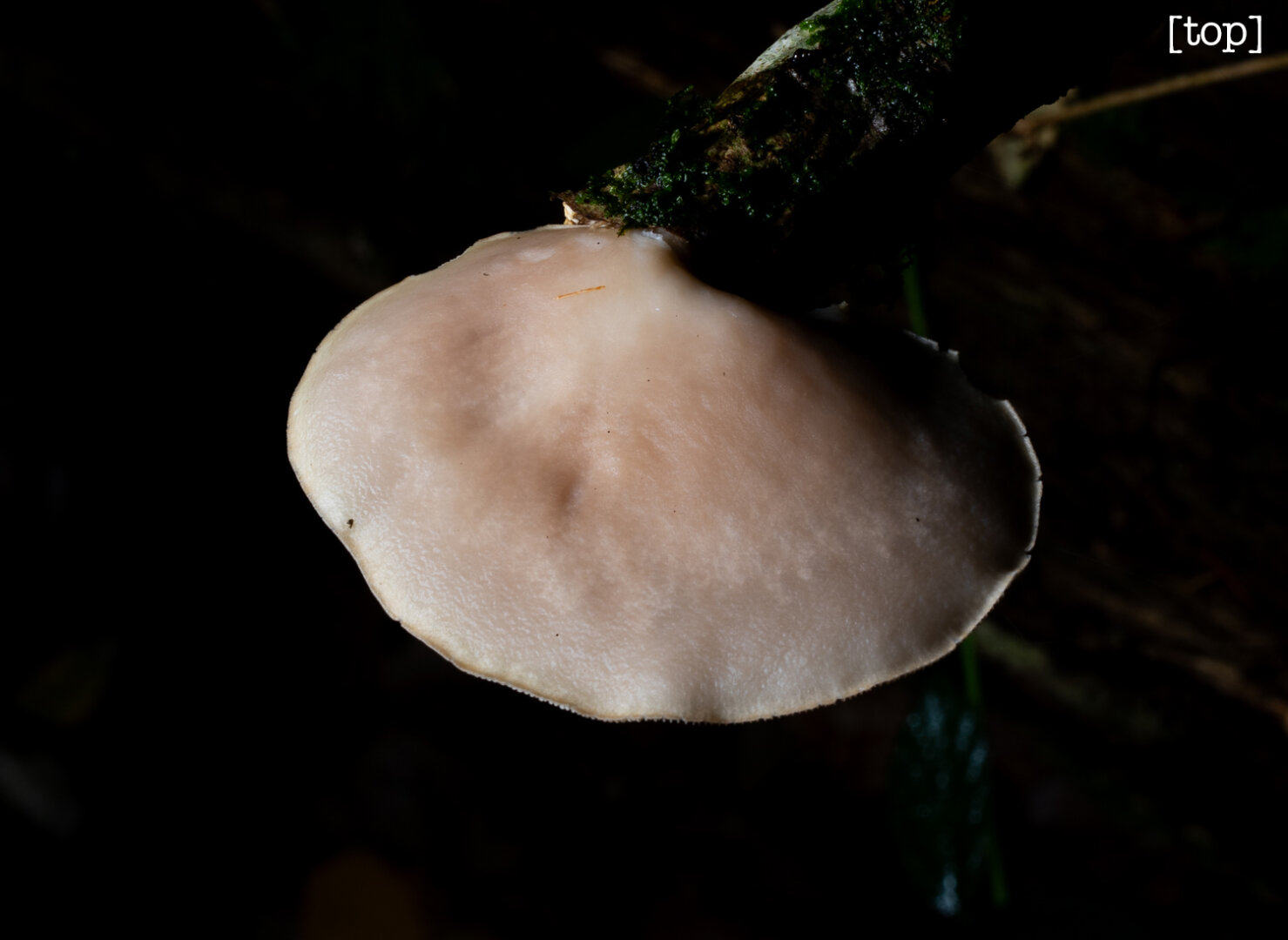 The top of the same mushroom. It is white and round against a black background. But the top is smooth with a light tinge of brown. The top of the same mushroom. It is white and round against a black background. But the top is smooth with a light tinge of brown.