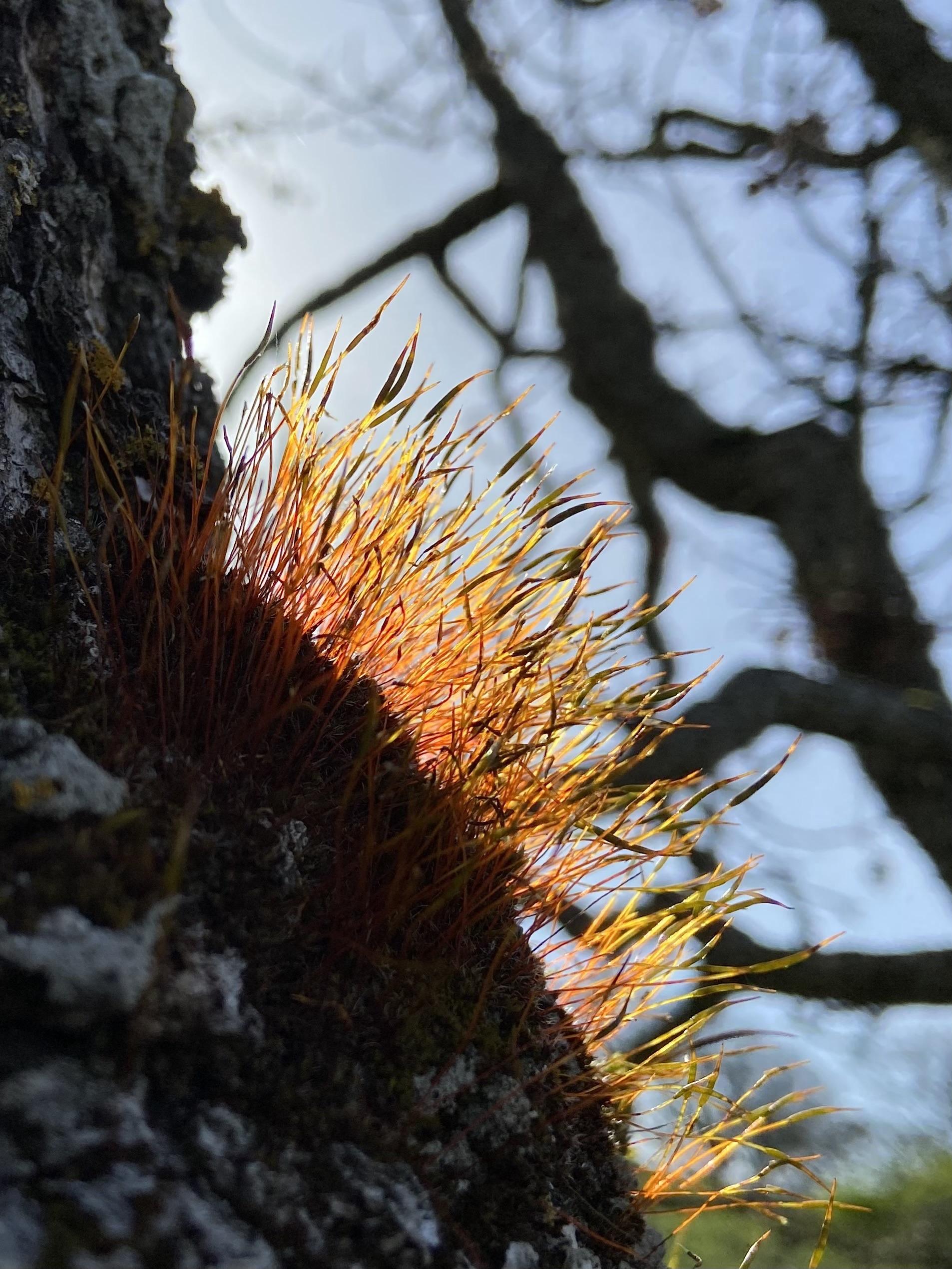 A patch of moss growing on the side of a tree. The sun is behind, and the tree is dark, as well as some other trees in the background, and the moss sporophytes are brightly illuminated. They're red at the base, shifting to orange then yellow, and then there are dark pointy tips.  A patch of moss growing on the side of a tree. The sun is behind, and the tree is dark, as well as some other trees in the background, and the moss sporophytes are brightly illuminated. They're red at the base, shifting to orange then yellow, and then there are dark pointy tips.