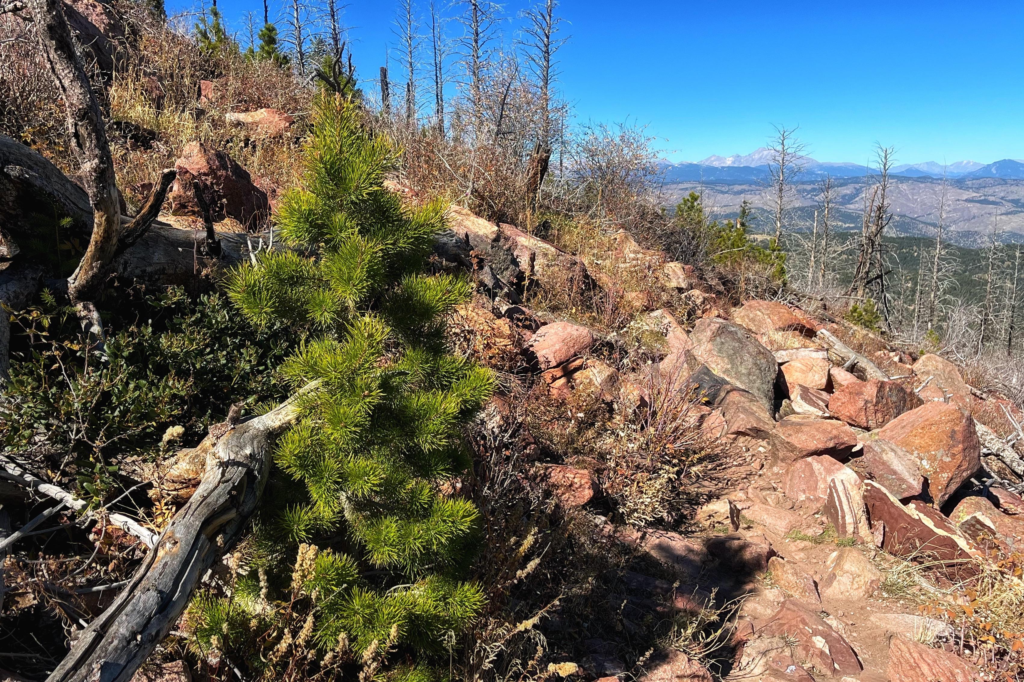 A sunny, rocky hillside with scattered scrub and vegetation, along with fallen, weathered, gray tree limbs and weathered gray skeletons of pine trees left standing from a wildfire a decade ago. Among the rocks, fallen branches, and scrubby vegetation are newer, slow growing, bright green pine tree seedlings reclaiming the land since the wildfire. Off to the right, and in the far distance beyond rolling foothills is a tall, bare peak of one of the Rocky Mountains sticking up above the surrounding terrain into the blue skies and partially covered in some recent autumn snow. A sunny, rocky hillside with scattered scrub and vegetation, along with fallen, weathered, gray tree limbs and weathered gray skeletons of pine trees left standing from a wildfire a decade ago. Among the rocks, fallen branches, and scrubby vegetation are newer, slow growing, bright green pine tree seedlings reclaiming the land since the wildfire. Off to the right, and in the far distance beyond rolling foothills is a tall, bare peak of one of the Rocky Mountains sticking up above the surrounding terrain into the blue skies and partially covered in some recent autumn snow.