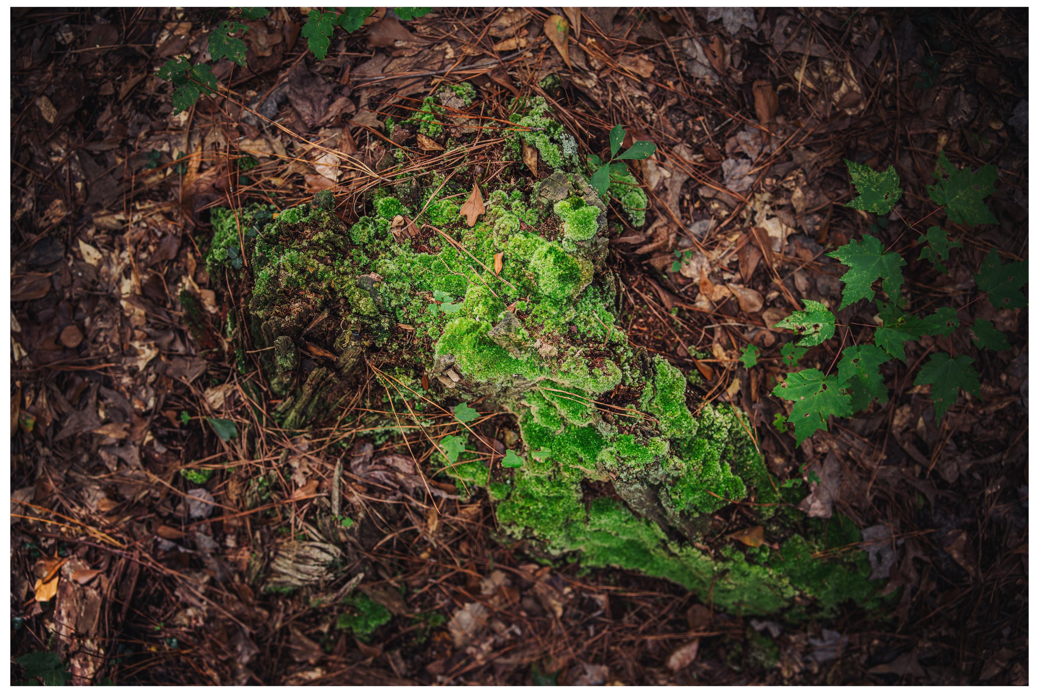a tree that has been cut down covered in new life. Moss, fungi, and lichen spring out of the dead wood.  a tree that has been cut down covered in new life. Moss, fungi, and lichen spring out of the dead wood.
