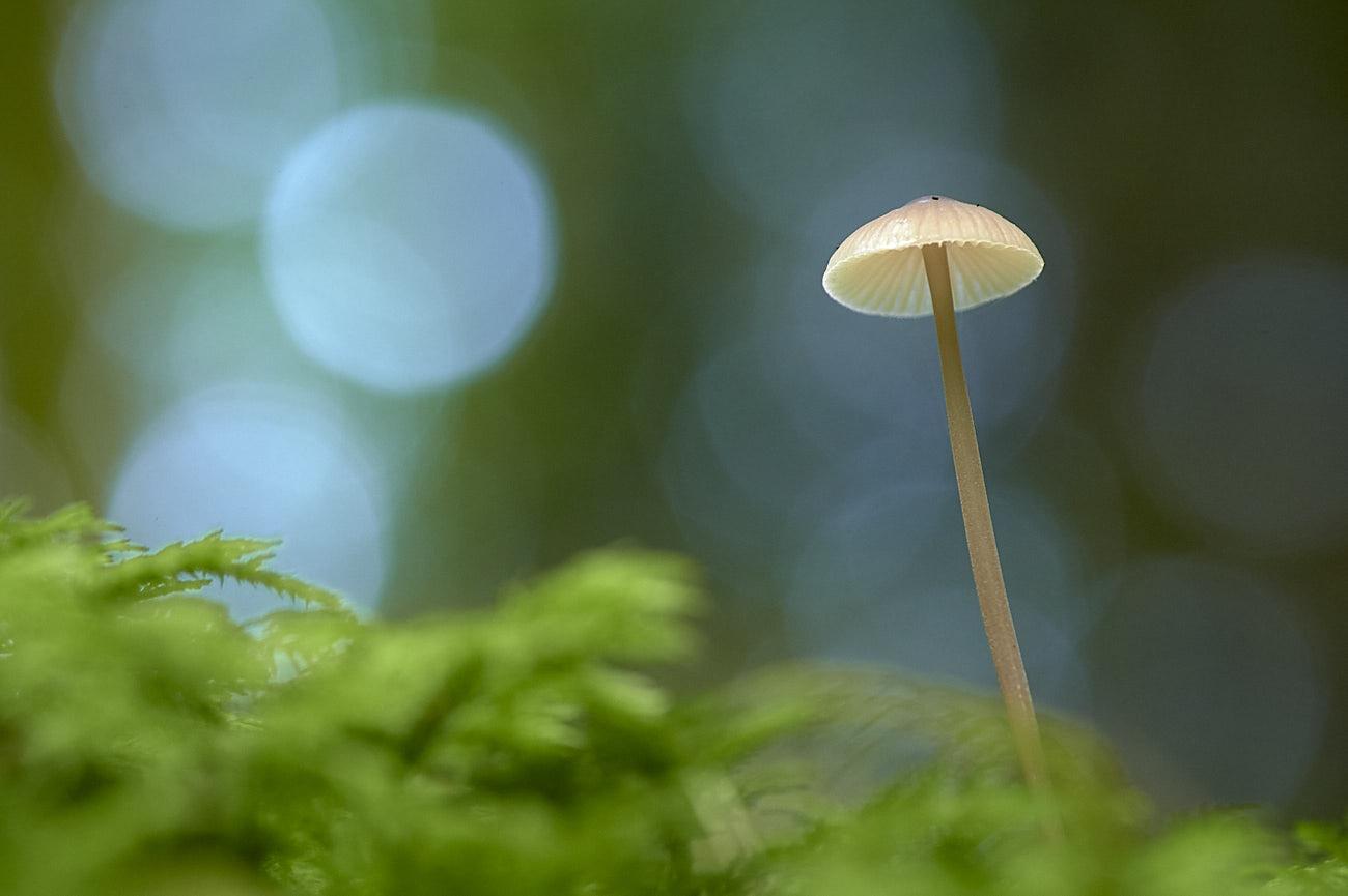 The photo shows a single, delicate mushroom growing from a bed of green moss. It has a thin, pale brown stem and a small, convex cap that is creamy white with subtle radial grooves. The background is softly focused and features abstract circles and gentle shades of green, blue and brown, creating a dreamy bokeh effect that emphasises the mushroom as the central subject. The image has a serene, minimalist aesthetic, capturing the fragile elegance of the mushroom in its natural forest habitat. The photo shows a single, delicate mushroom growing from a bed of green moss. It has a thin, pale brown stem and a small, convex cap that is creamy white with subtle radial grooves. The background is softly focused and features abstract circles and gentle shades of green, blue and brown, creating a dreamy bokeh effect that emphasises the mushroom as the central subject. The image has a serene, minimalist aesthetic, capturing the fragile elegance of the mushroom in its natural forest habitat.
