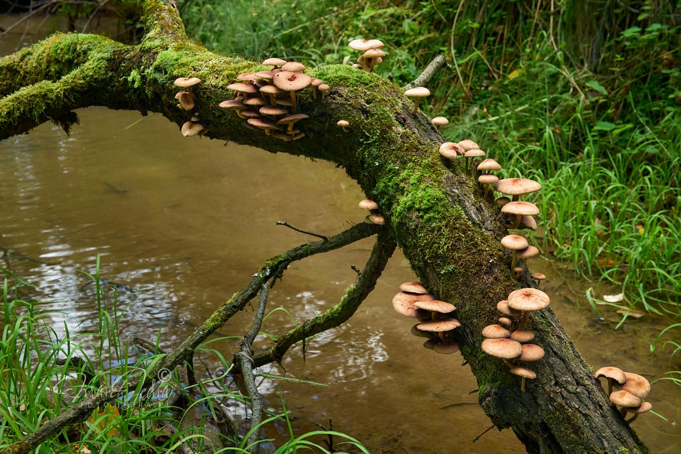 Close-up of a broken and moss-covered willow tree connecting the two banks of a small forest stream. The tree trunk connects the lower right corner of the photo with the upper left corner. Over fifty small mushrooms grow along the trunk of this willow tree. It is probably a representative of the genus Hypholoma (H. fasciculare or H. lateritium). The mushrooms grow in small clusters, giving the impression that they are crossing to the other side of the stream. Under the willow tree with mushrooms you can see the water of a lazy stream. In the background, a blurred shore covered with grass. Close-up of a broken and moss-covered willow tree connecting the two banks of a small forest stream. The tree trunk connects the lower right corner of the photo with the upper left corner. Over fifty small mushrooms grow along the trunk of this willow tree. It is probably a representative of the genus Hypholoma (H. fasciculare or H. lateritium). The mushrooms grow in small clusters, giving the impression that they are crossing to the other side of the stream. Under the willow tree with mushrooms you can see the water of a lazy stream. In the background, a blurred shore covered with grass.