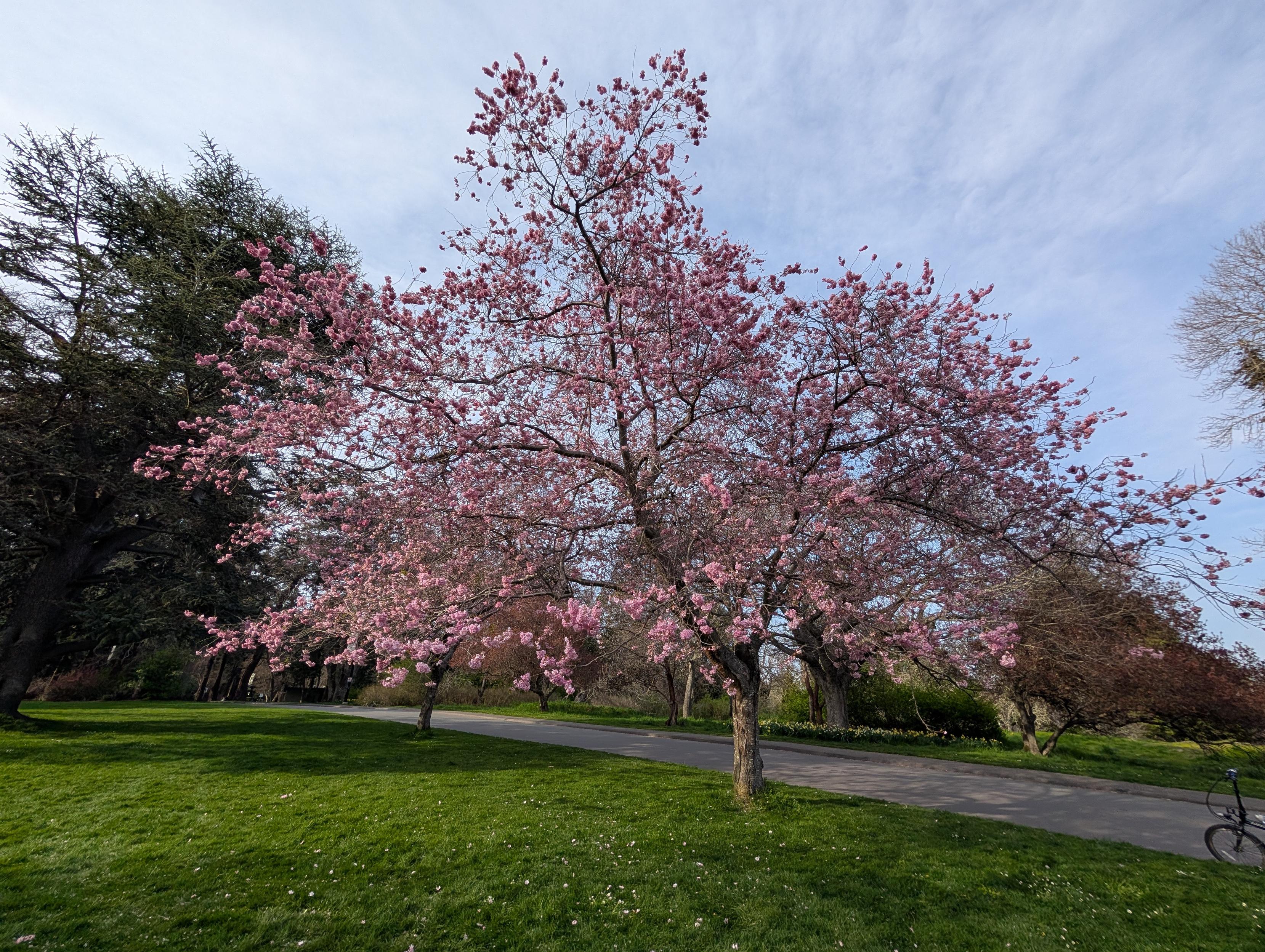 Flowering pink cherry tree Flowering pink cherry tree