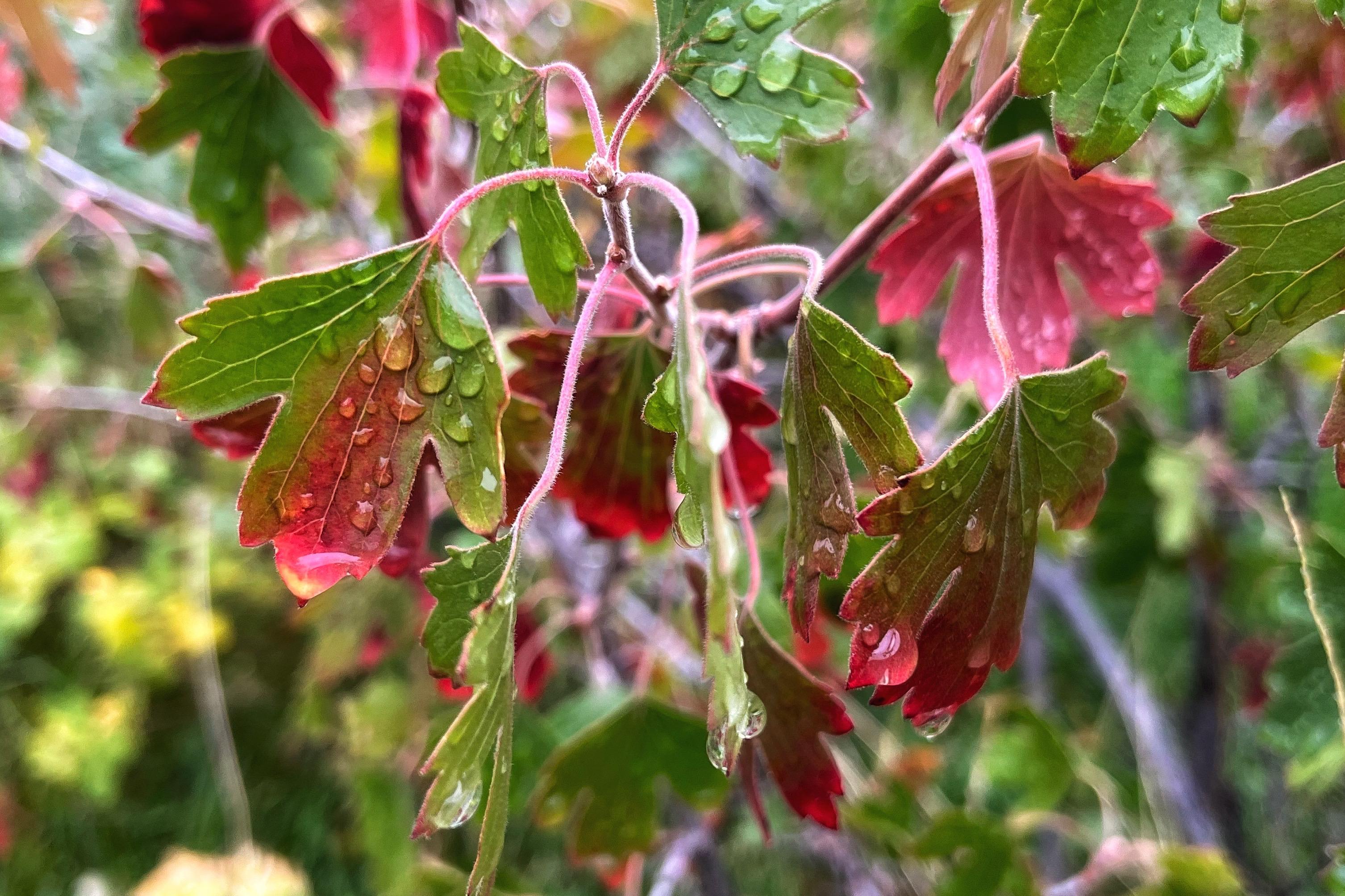 Closeup of a cluster of tri-lobed, serrated leaves at the end of a stem on a currant shrub, the leaves a mixture of red and green color shades, slightly drooping and dripping with water droplets on a cool, drizzly, autumn day, with other garden vegetation blurred in the background. Closeup of a cluster of tri-lobed, serrated leaves at the end of a stem on a currant shrub, the leaves a mixture of red and green color shades, slightly drooping and dripping with water droplets on a cool, drizzly, autumn day, with other garden vegetation blurred in the background.