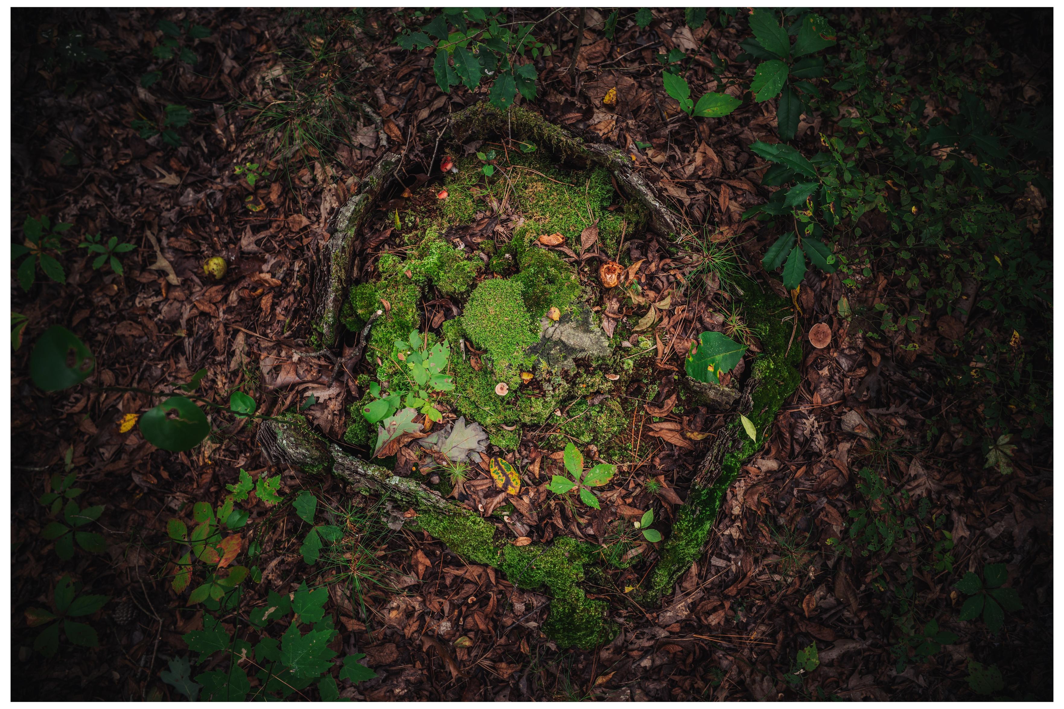 a tree that has been cut down covered in new life. Moss, fungi, and lichen spring out of the dead wood.  a tree that has been cut down covered in new life. Moss, fungi, and lichen spring out of the dead wood.