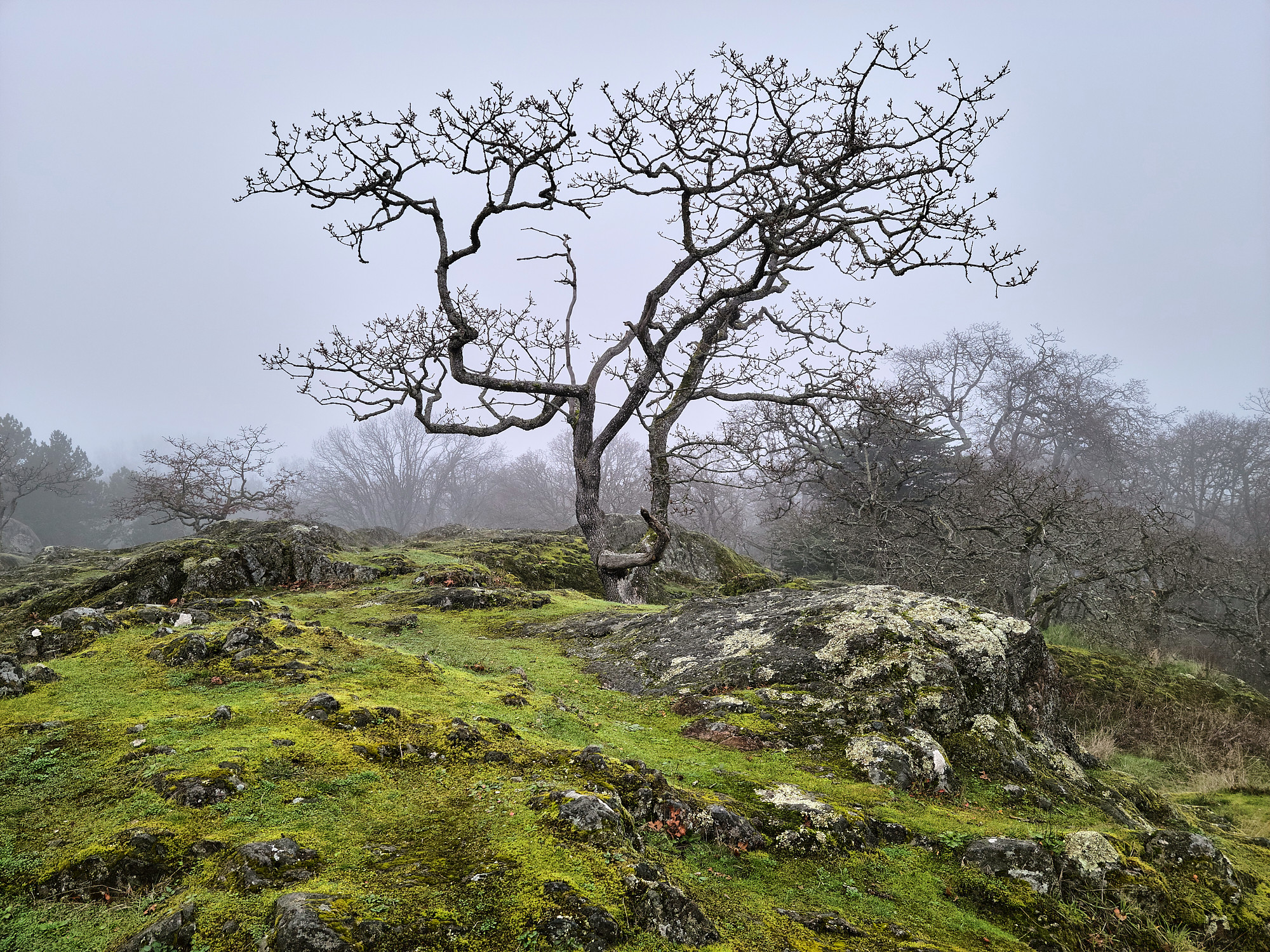 This image was taken on a foggy afternoon, on a rocky hillside in Victoria's Beacon Hill Park. The main subject is a gnarly Garry Oak, somewhat silhouetted against a gray sky. Most of the rocky outcrop in the foreground is covered with various mosses and lichens. In the background, shrouded in fog, are more Garry Oaks and a few Douglas Firs. This image was taken on a foggy afternoon, on a rocky hillside in Victoria's Beacon Hill Park. The main subject is a gnarly Garry Oak, somewhat silhouetted against a gray sky. Most of the rocky outcrop in the foreground is covered with various mosses and lichens. In the background, shrouded in fog, are more Garry Oaks and a few Douglas Firs.