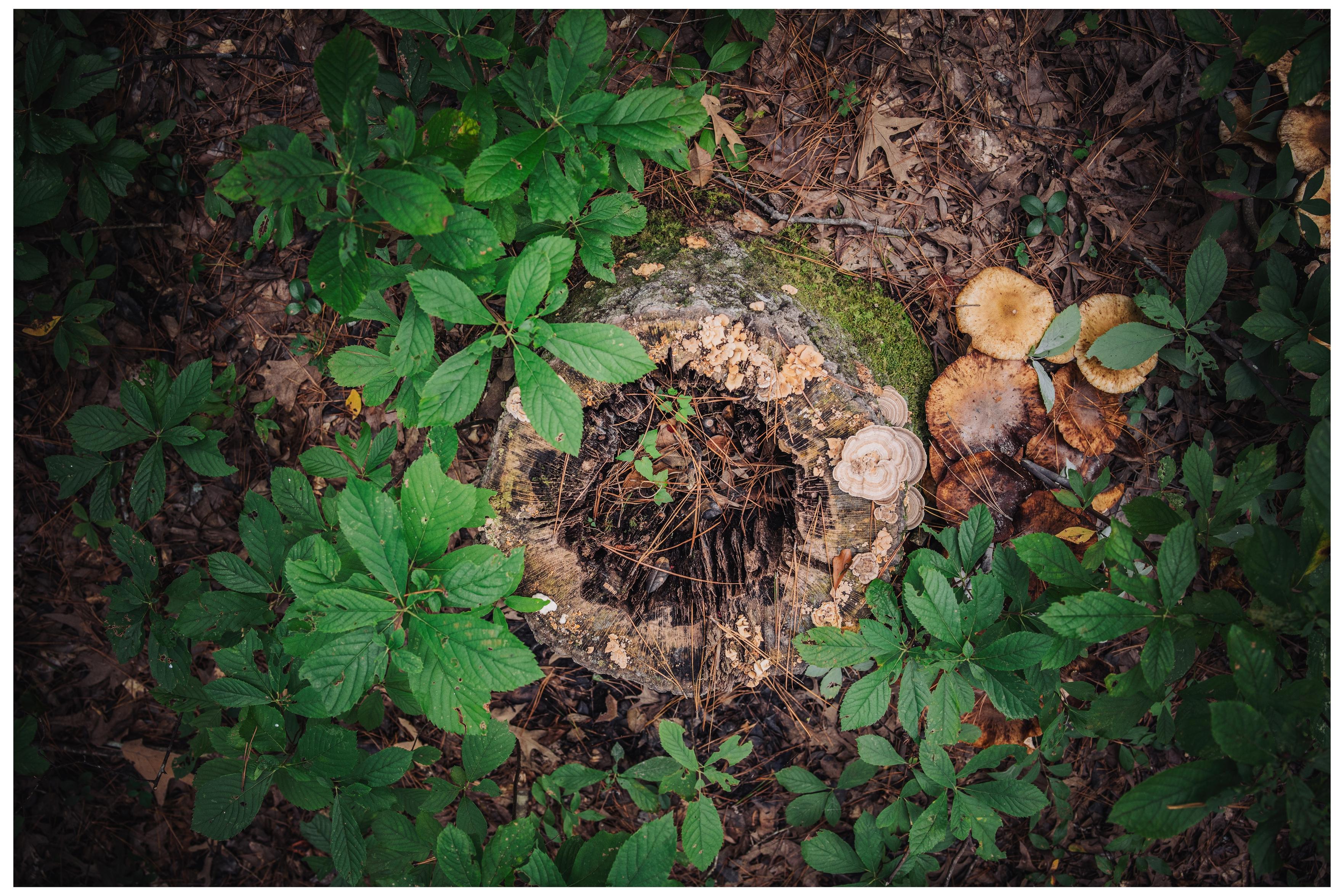 a tree that has been cut down covered in new life. Moss, fungi, and lichen spring out of the dead wood.  a tree that has been cut down covered in new life. Moss, fungi, and lichen spring out of the dead wood.