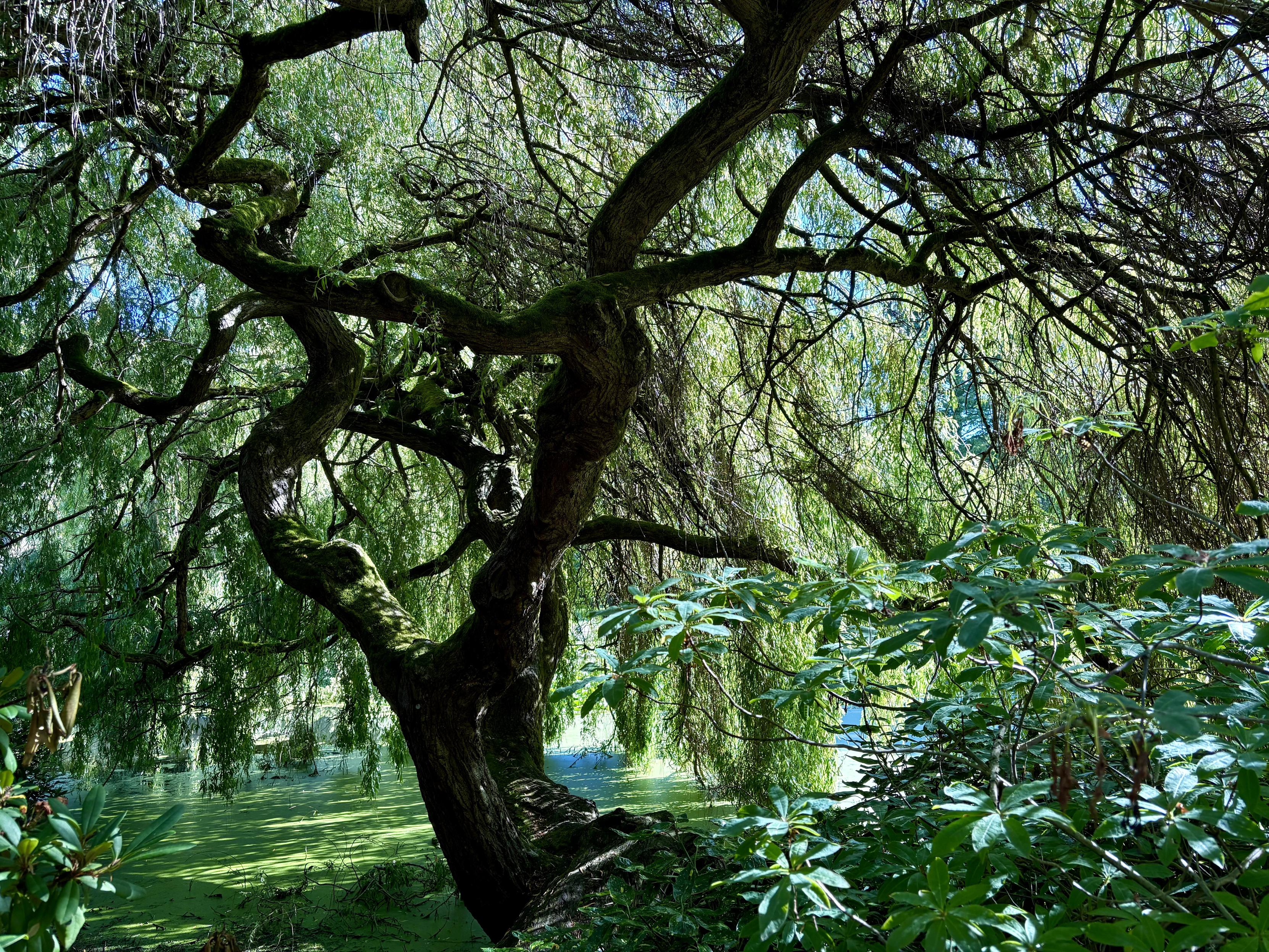 In the shadow of big willow on the edge of pond.  In the shadow of big willow on the edge of pond.